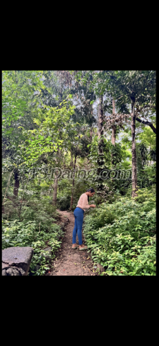 trans girl Palak2001 1235603 trans girl Palak2001 1235603