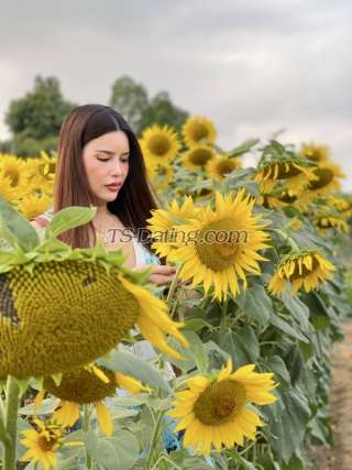 trans girl PrettyTopTS 4331090 trans girl PrettyTopTS 4331090