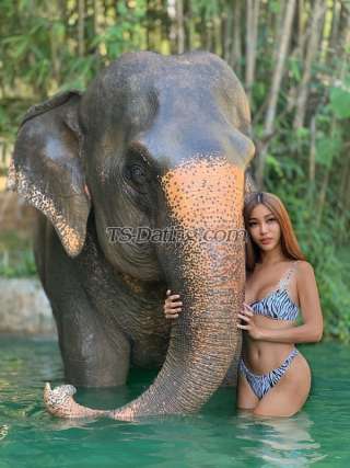 trans girl Sintyadian 5872687 trans girl Sintyadian 5872687