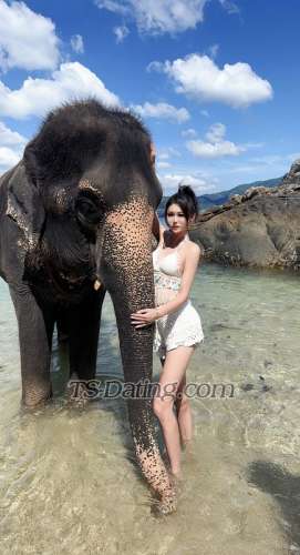 trans girl TSmomo 9905275