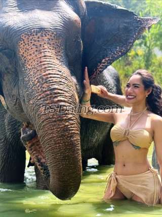 trans girl TsKikis4u 6114953 trans girl TsKikis4u 6114953